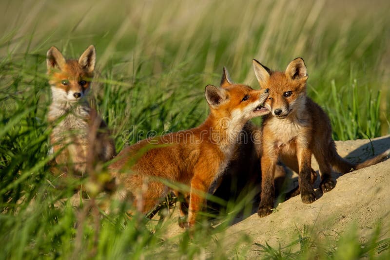 Roter Fuchs, Vulpes Vulpes, kleine junge Junge nahe dem Höhlenspielen lizenzfreie stockfotos