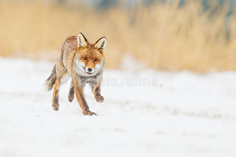 Roter Fuchs Vulpes vulpes wunderschönes Portrait im Schnee. Rotfuchs Vulpes vulpes schönes Portrait im Schnee