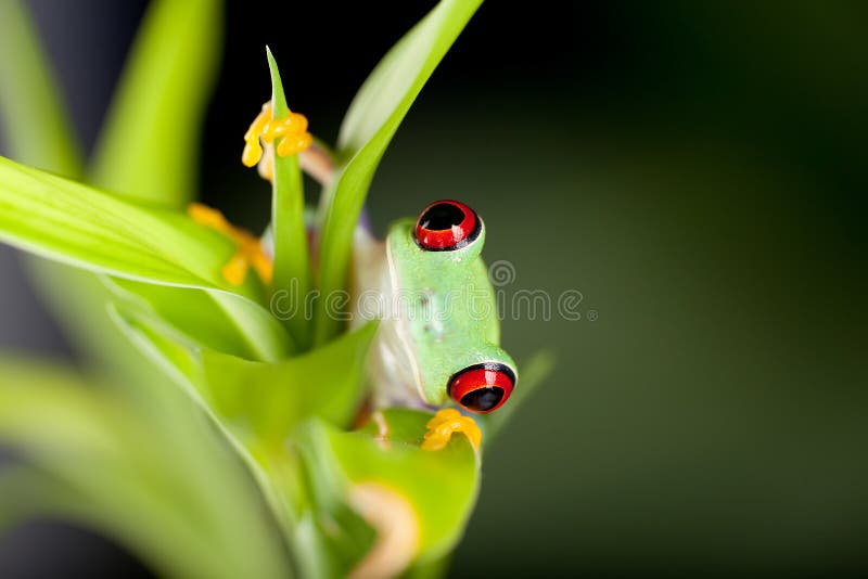 Roter gemusterter Frosch in der Natur lizenzfreie stockbilder Roter gemusterter Frosch in der Natur lizenzfreie stockbilder