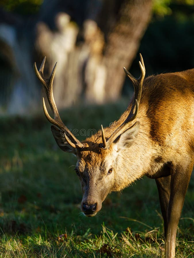 Roter Hirsch (Cervus elaphus) aufgenommen im Vereinigten Königreich stockbild Roter Hirsch (Cervus elaphus) aufgenommen im Vereinigten Königreich stockbild