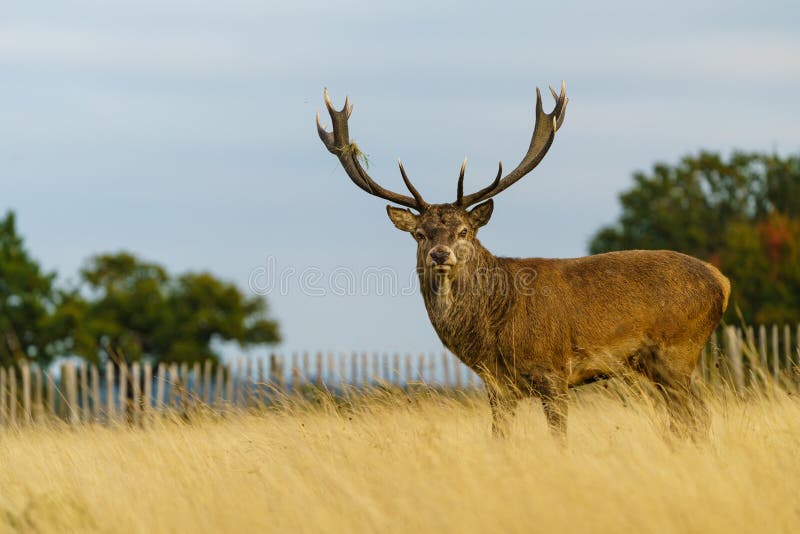 Roter Hirsch (Cervus elaphus) aufgenommen im Vereinigten Königreich stockfotografie Roter Hirsch (Cervus elaphus) aufgenommen im Vereinigten Königreich stockfotografie