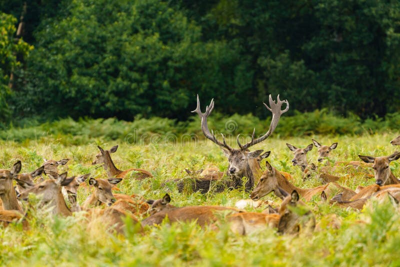 Roter Hirsch (Cervus elaphus) aufgenommen im Vereinigten Königreich lizenzfreies stockbild Roter Hirsch (Cervus elaphus) aufgenommen im Vereinigten Königreich lizenzfreies stockbild
