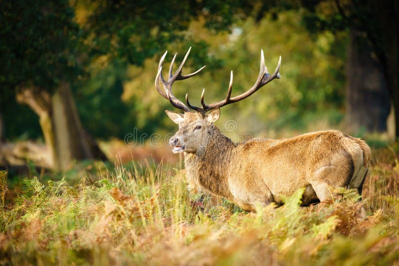 Roter Hirsch (Cervus elaphus) aufgenommen im Vereinigten Königreich lizenzfreies stockbild Roter Hirsch (Cervus elaphus) aufgenommen im Vereinigten Königreich lizenzfreies stockbild