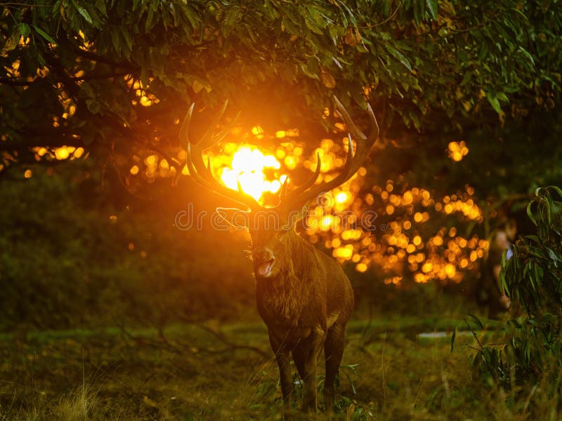 Roter Hirsch (Cervus elaphus) aufgenommen im Vereinigten Königreich stockfoto Roter Hirsch (Cervus elaphus) aufgenommen im Vereinigten Königreich stockfoto