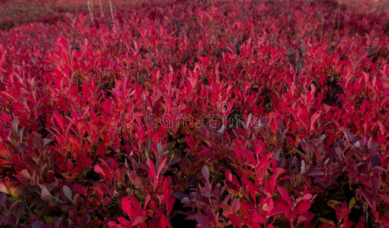 Roter Huckleberry Bushes Turning Colors im Fall lizenzfreie stockbilder Roter Huckleberry Bushes Turning Colors im Fall lizenzfreie stockbilder