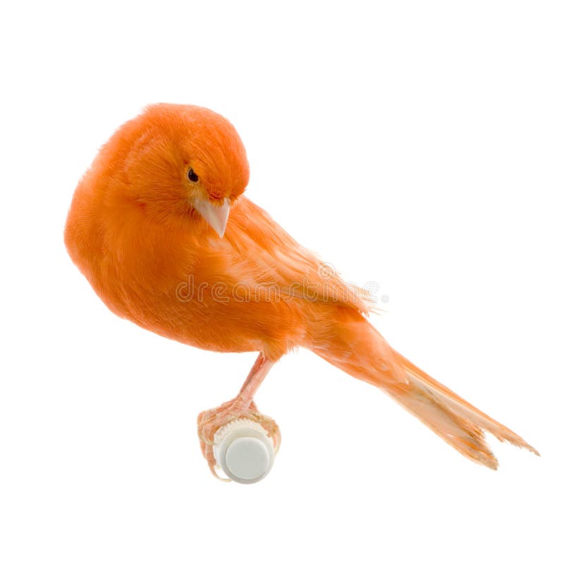 Roter Kanarienvogel auf seiner Stange stockbild Roter Kanarienvogel auf seiner Stange stockbild