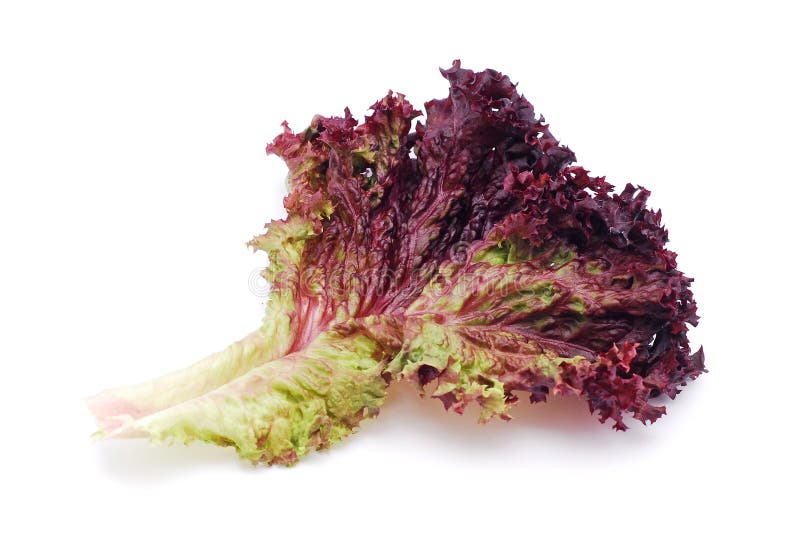 Roter Kopfsalat stockbild. Bild von betrieb, salat, nahrung - 22244817