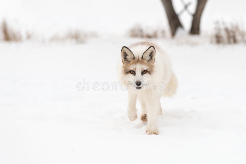 Roter Marmor Fox-Vulpes Vulpes geht vorwärts - sicherndes Tier