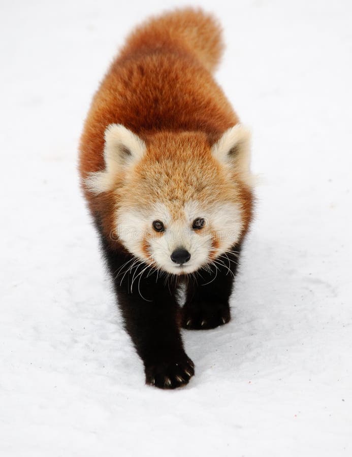 Baby Des Roten Pandas Stockbild Bild Von Nett Winter 64540063