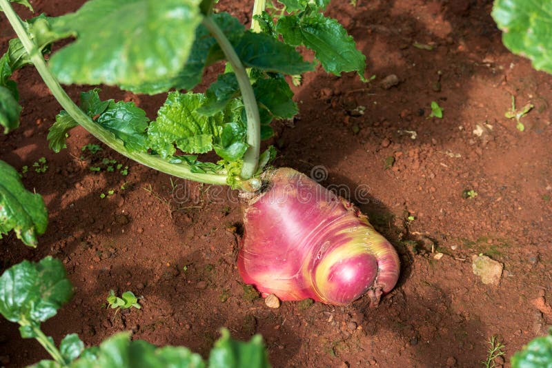 Roter GartenRettich stockfoto. Bild von gemüse, grün