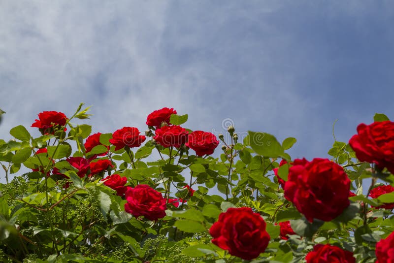 Roter Rosenbusch lizenzfreies stockfoto Roter Rosenbusch lizenzfreies stockfoto