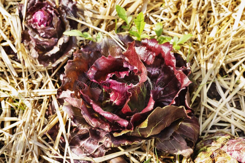 Roter Kopfsalat in Einem Gemüsegarten Stockfoto - Bild von kultiviert ...