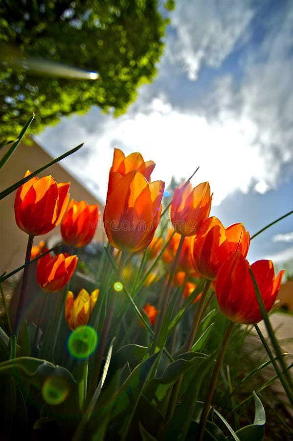 Roter Tulpen Garten lizenzfreies stockbild