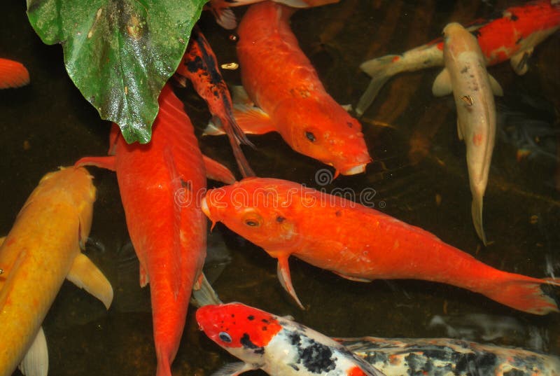Orange Karpfenfische Im Teich Stockbild Bild von dekorativ