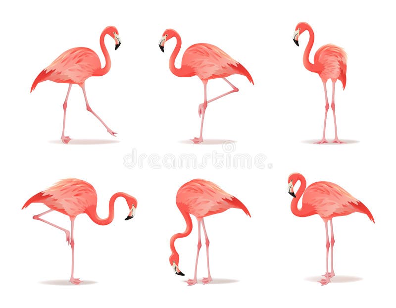 Roter und rosa Flamingosatz, Vektorillustration Kühler exotischer Vogel in den dekorativen Gestaltungselementen der verschiedenen lizenzfreie abbildung