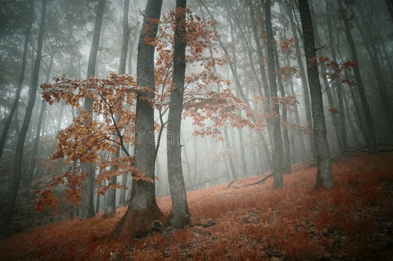 Roter Wald Mit Nebel Im Herbst Fotos Kostenlose Und Royalty Free Stock Fotos Von Dreamstime