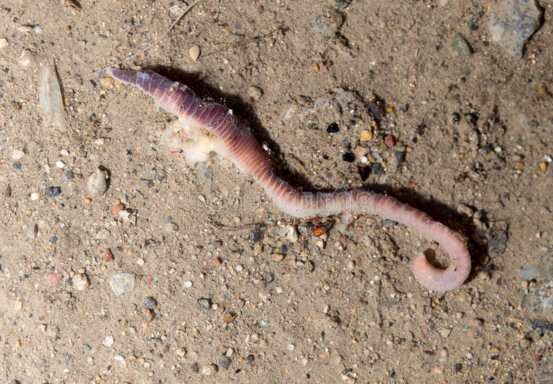 Roter Wurm Aus Den Grund Makro Stockbild Bild von nave, spirale