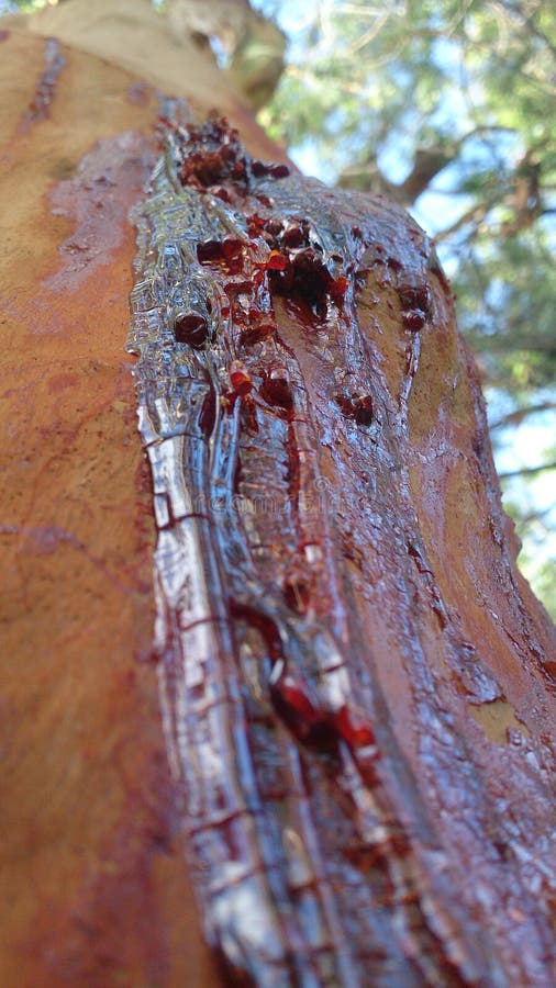 Rotes Baum Harz Auf Holz Stockbild Bild Von Auslegung 129168381