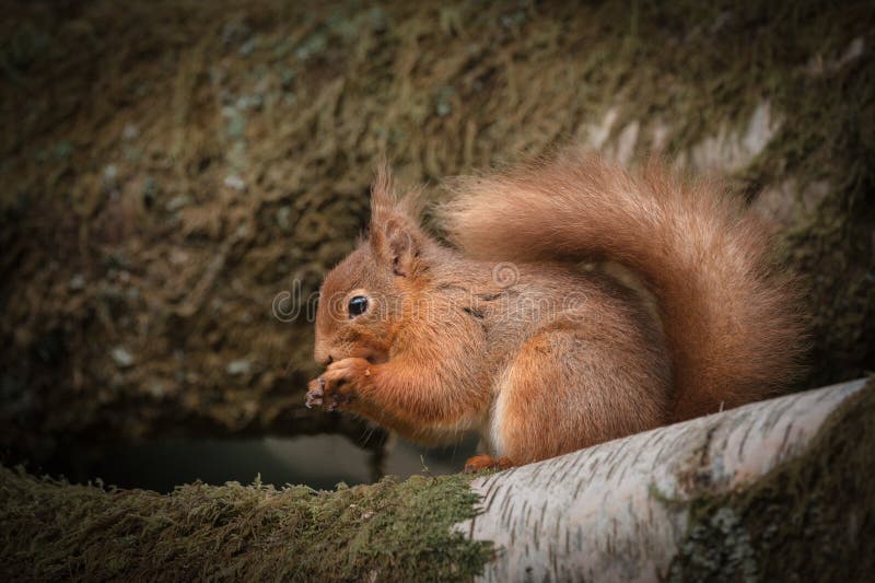 Rotes Eichhörnchen stockfoto Rotes Eichhörnchen stockfoto