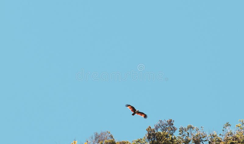 rotes Falkefliegen über dem Himmel stockfoto rotes Falkefliegen über dem Himmel stockfoto