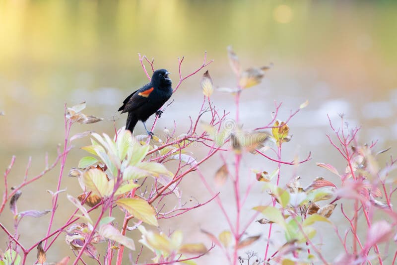 Rotes Flügelamsel Agelaius phoeniceus, das auf einem Baum singt lizenzfreies stockfoto Rotes Flügelamsel Agelaius phoeniceus, das auf einem Baum singt lizenzfreies stockfoto