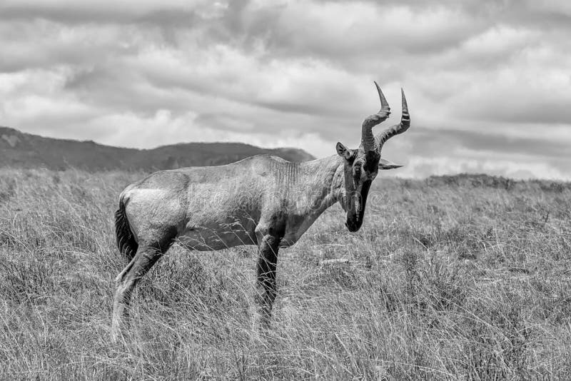 Rotes hartebeest Portrait. Ein erwachsenes rotes Hartebeest in der südlichen afrikanischen Savanne