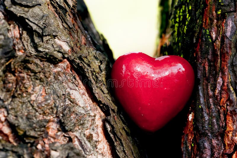 Red heart in a tree trunk. Romantic symbol of love, Valentine's Day. Red heart in a tree trunk. Romantic symbol of love, Valentine's Day.