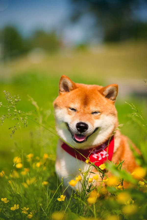 Rotes HundShibainu Auf Natur Auf Dem Gras Stockbild Bild von