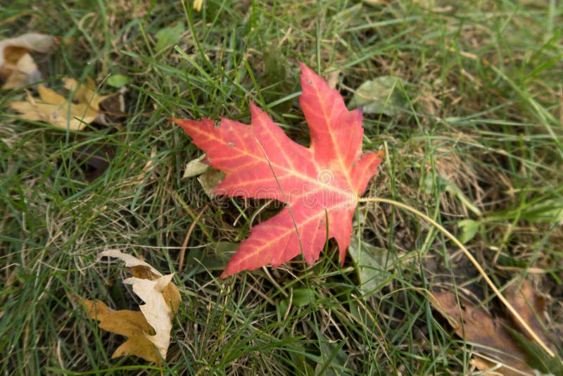 Rotes mapple Blatt auf grünem Gras, erstes Zeichen von automn lizenzfreie stockfotografie Rotes mapple Blatt auf grünem Gras, erstes Zeichen von automn lizenzfreie stockfotografie