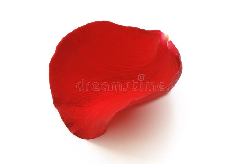 Rotes Rosen-Blumenblatt