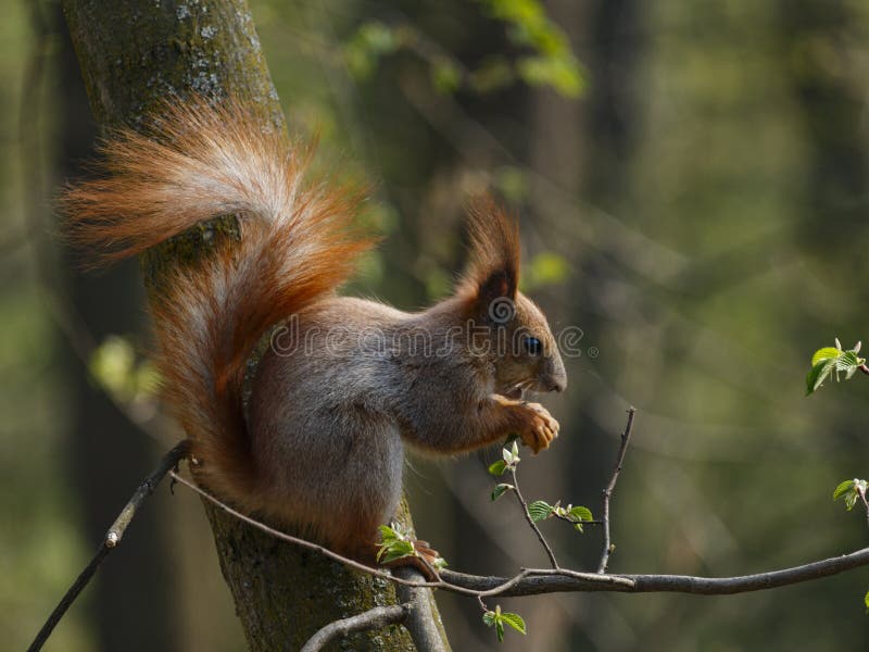 Rotes squirell auf dem Baumast, der Nuss isst stockfoto Rotes squirell auf dem Baumast, der Nuss isst stockfoto