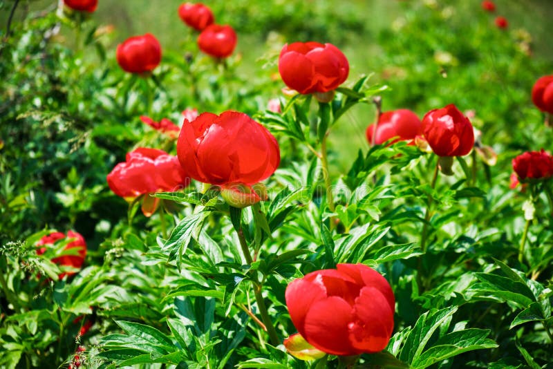Rotes wildes Pfingstrosenblumen Paeonia peregrina, ein krautartiges Feld der mehrjährigen Pflanze nahe Enisala, Rumänien, auf ein lizenzfreie stockbilder Rotes wildes Pfingstrosenblumen Paeonia peregrina, ein krautartiges Feld der mehrjährigen Pflanze nahe Enisala, Rumänien, auf ein lizenzfreie stockbilder