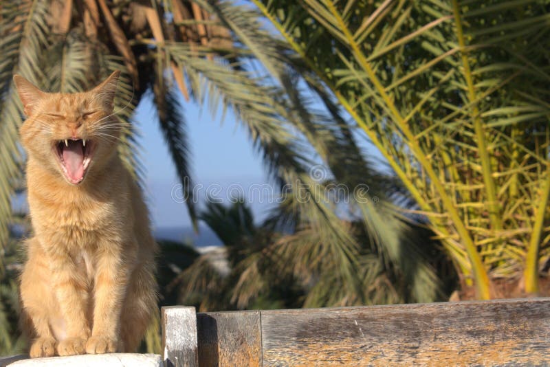 Rothaarige getigerte Katze, die lustige Katze sahnt lizenzfreie stockbilder Rothaarige getigerte Katze, die lustige Katze sahnt lizenzfreie stockbilder
