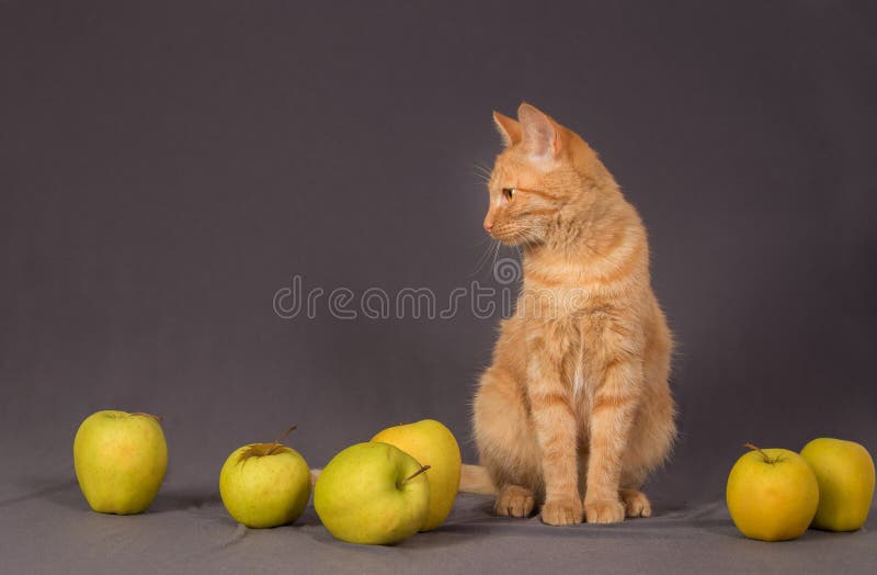 Rothaarige streifte die junge Katze, die zerstreute Äpfel betrachtet stockfotografie Rothaarige streifte die junge Katze, die zerstreute Äpfel betrachtet stockfotografie
