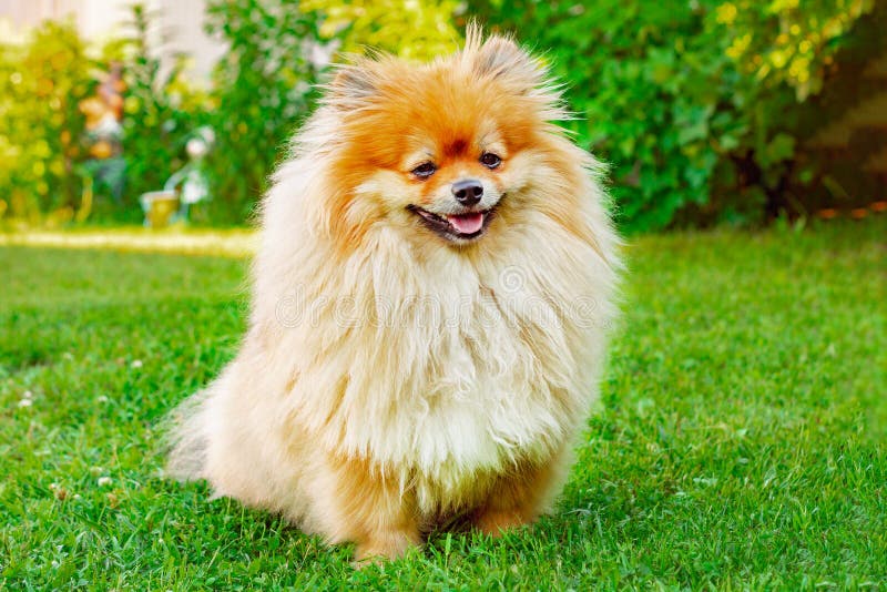 Rothaariger Hund des Spitz im Sommer auf Rasen im hellen Sonnenschein lizenzfreie stockfotografie Rothaariger Hund des Spitz im Sommer auf Rasen im hellen Sonnenschein lizenzfreie stockfotografie