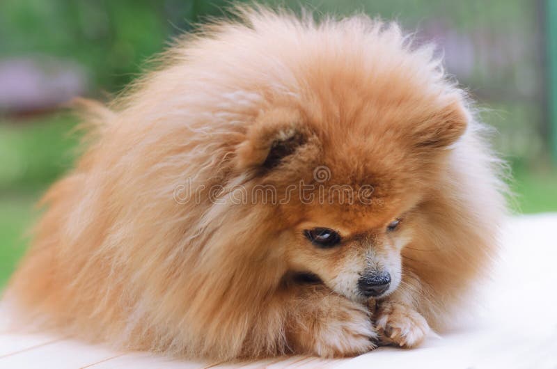 56,879 Spitz Fotos Kostenlose und RoyaltyFree StockFotos von Dreamstime