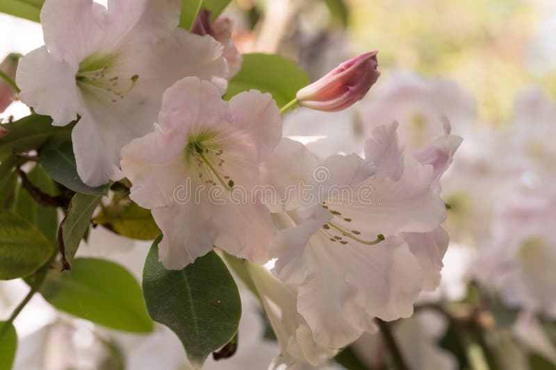 Rothschild hybrid Rhododendron Naomi Stella Maris a shrub in the heath family Ericaceae. High resolution botanical stock photo, inflorescence, botanical flora rarity, cultivar, variety or hybrid, endemic in natural habitat. Rothschild hybrid Rhododendron Naomi Stella Maris a shrub in the heath family Ericaceae. High resolution botanical stock photo, inflorescence, botanical flora rarity, cultivar, variety or hybrid, endemic in natural habitat.