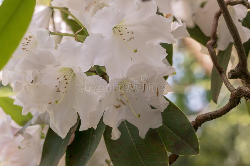 Rothschild hybrid Rhododendron Naomi Stella Maris a shrub in the heath family Ericaceae. High resolution botanical stock photo, inflorescence, botanical flora rarity, cultivar, variety or hybrid, endemic in natural habitat. Rothschild hybrid Rhododendron Naomi Stella Maris a shrub in the heath family Ericaceae. High resolution botanical stock photo, inflorescence, botanical flora rarity, cultivar, variety or hybrid, endemic in natural habitat.