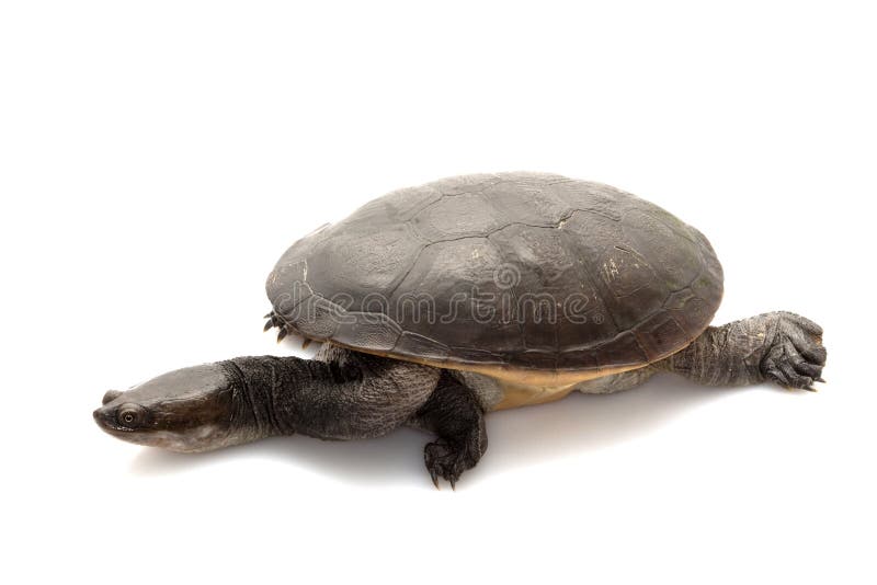 Roti Island Snake-necked Turtle Stock Photo - Image of white, slow ...