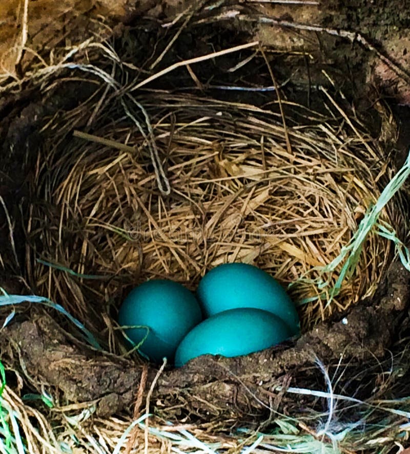 Schätzchen-Rotkehlchen In Einem Nest Stockfoto - Bild von vogel