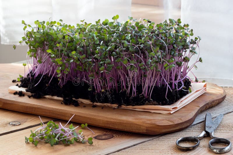 Rotkohl microgreens zuhause gewachsen im Boden