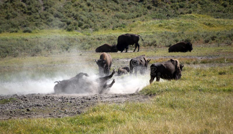 Rotolamento selvaggio del bisonte americano
