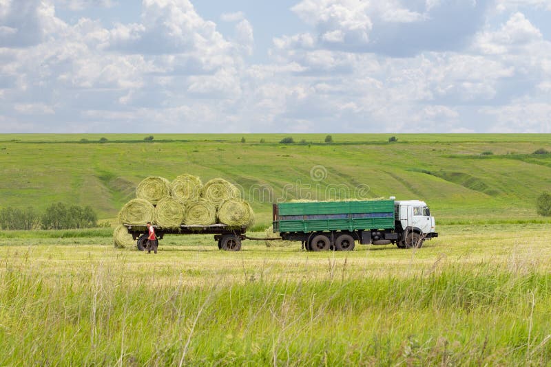 Rotoli di carico del fieno in un rimorchio agricolo del camion Preparazione di alimentazione per gli animali da allevamento, fien immagine stock libera da diritti Rotoli di carico del fieno in un rimorchio agricolo del camion Preparazione di alimentazione per gli animali da allevamento, fien immagine stock libera da diritti