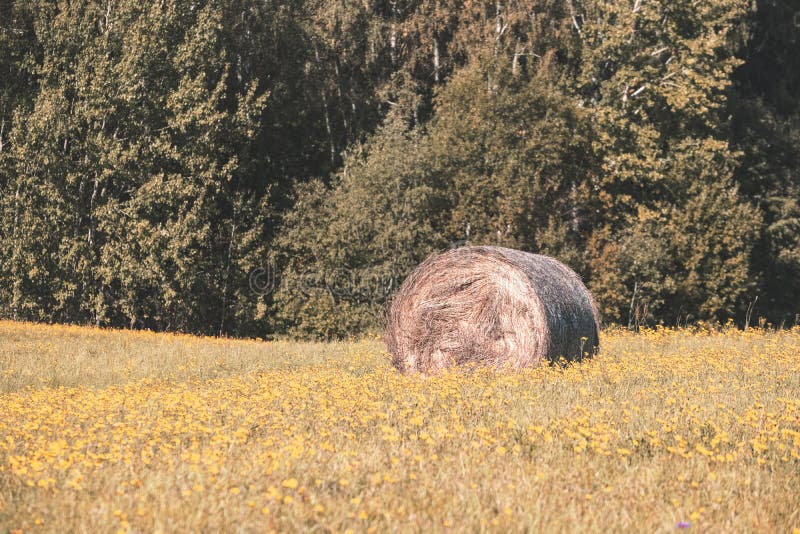 rotoli di fieno che risiedono nel campo distante - retro sguardo d'annata - vint fotografie stock rotoli di fieno che risiedono nel campo distante - retro sguardo d'annata - vint fotografie stock