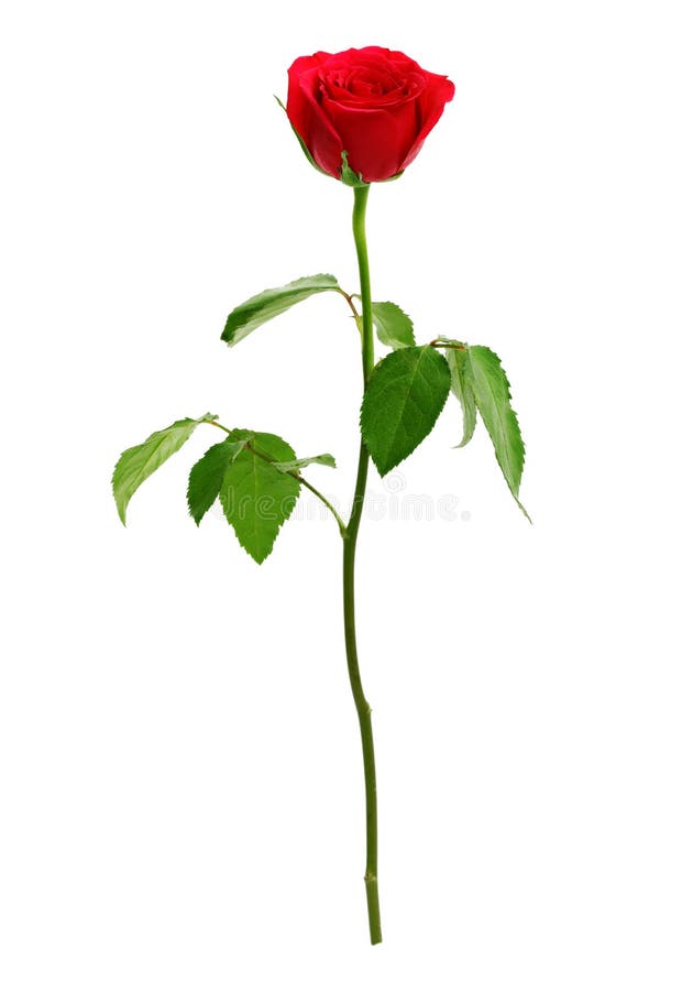 Rotrose lizenzfreies stockbild Rotrose lizenzfreies stockbild