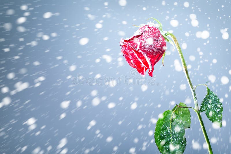Rotrose auf Schneehintergrund Symbol der Traurigkeit und des Leids Kaltes oder unfreundliches Verh?ltnis
