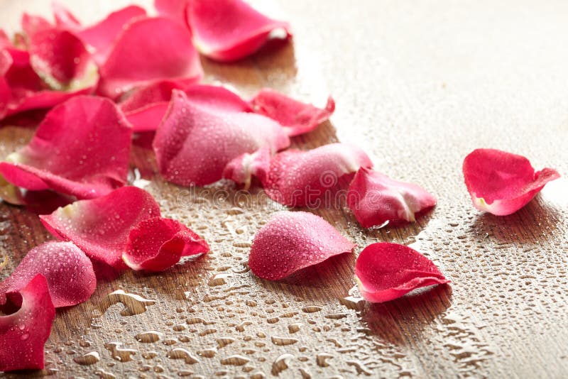 Rotrose, Tropfenwasser stockfotos Rotrose, Tropfenwasser stockfotos