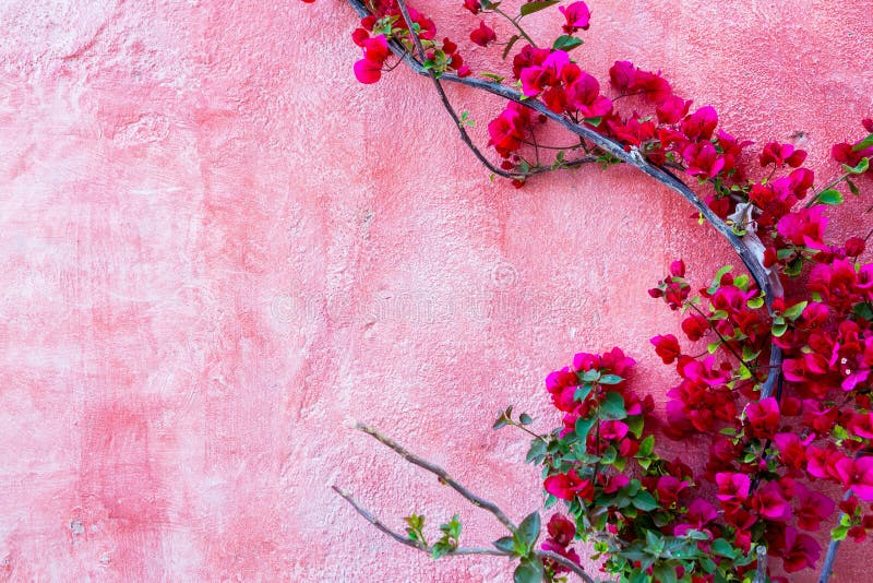 Rotrosenanlage gegen rosa Wandhintergrund lizenzfreies stockbild Rotrosenanlage gegen rosa Wandhintergrund lizenzfreies stockbild
