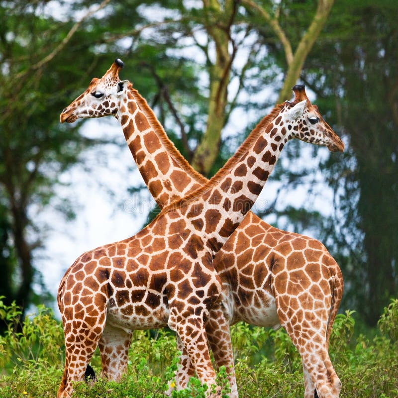 Rotschild s giraffes