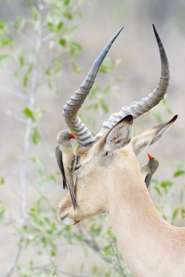 XXL-Ansichtskarte Impala Antilope und Madenhacker 